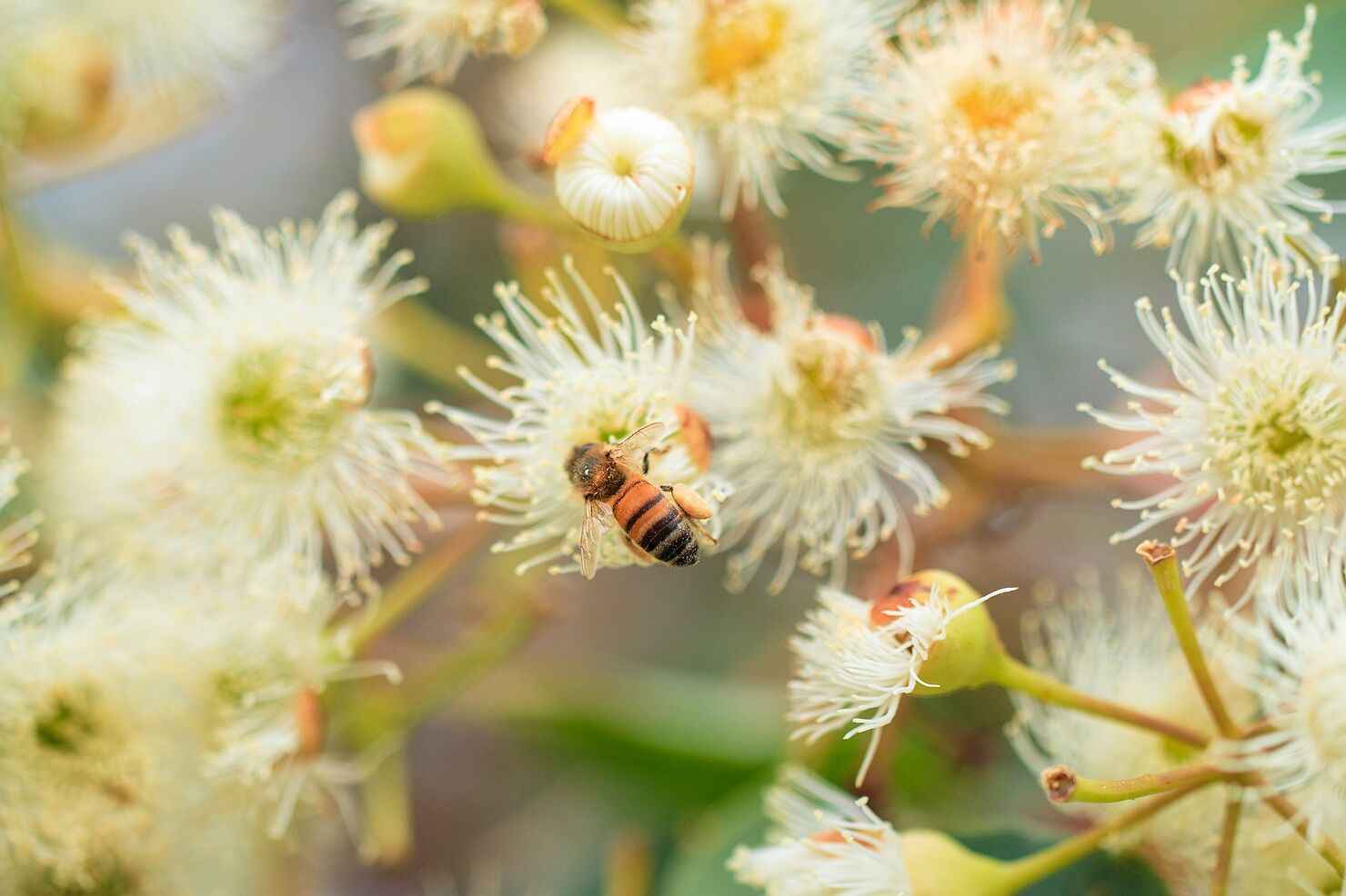 Bio-Active Honey - Image 6