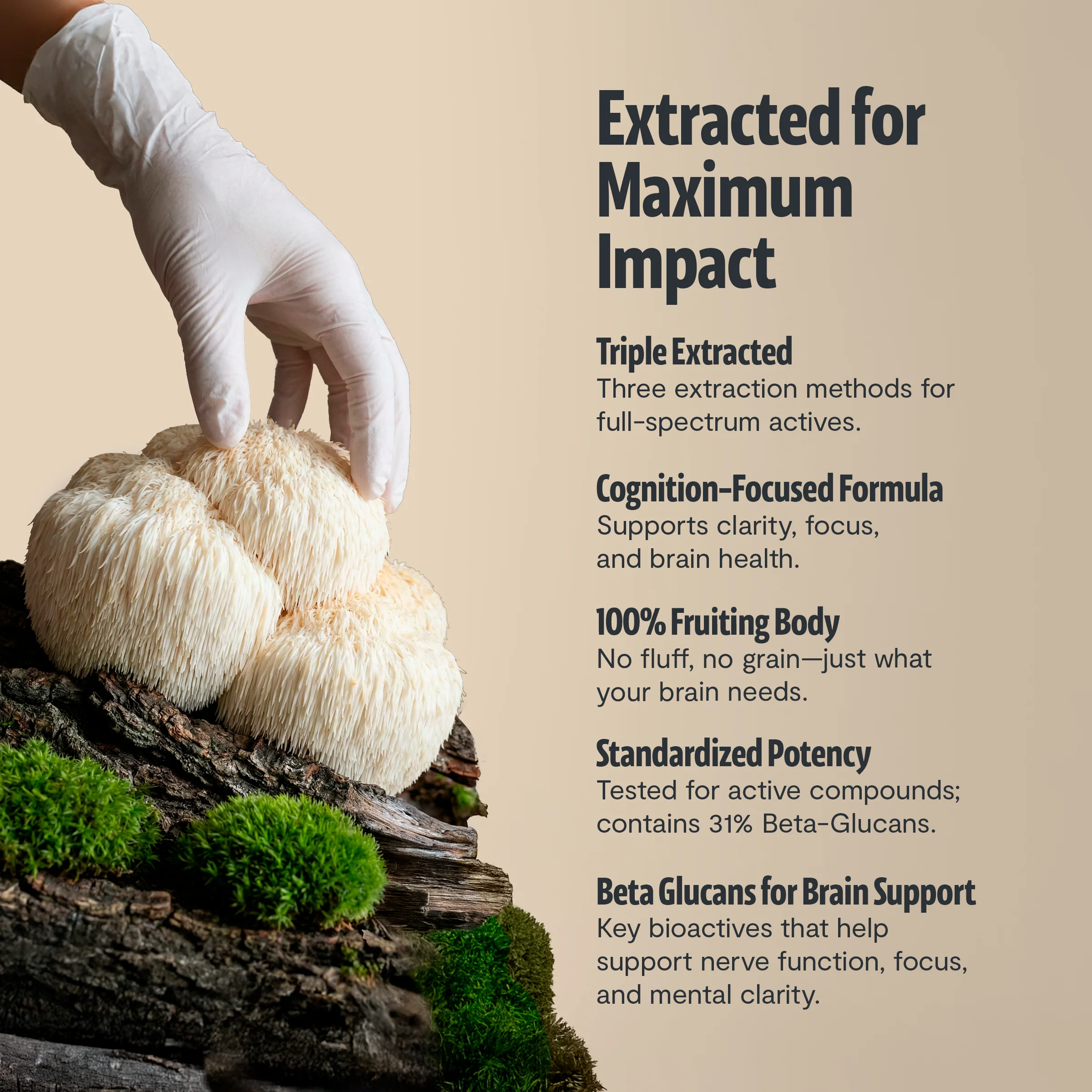 Lion's Mane Mushroom Extract Powder - Image 25