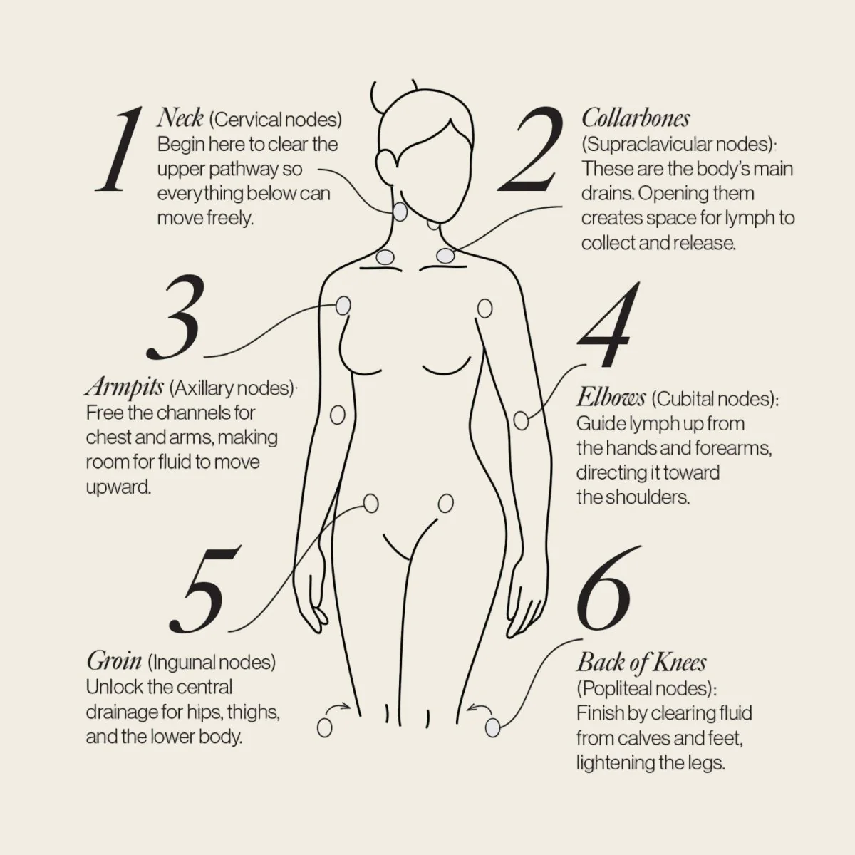 Lymphatic Drainage Dots - Image 4