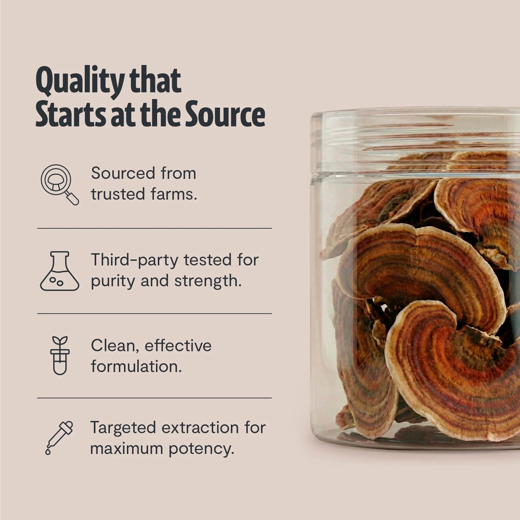 Turkey Tail Mushroom Extract Powder - Image 16